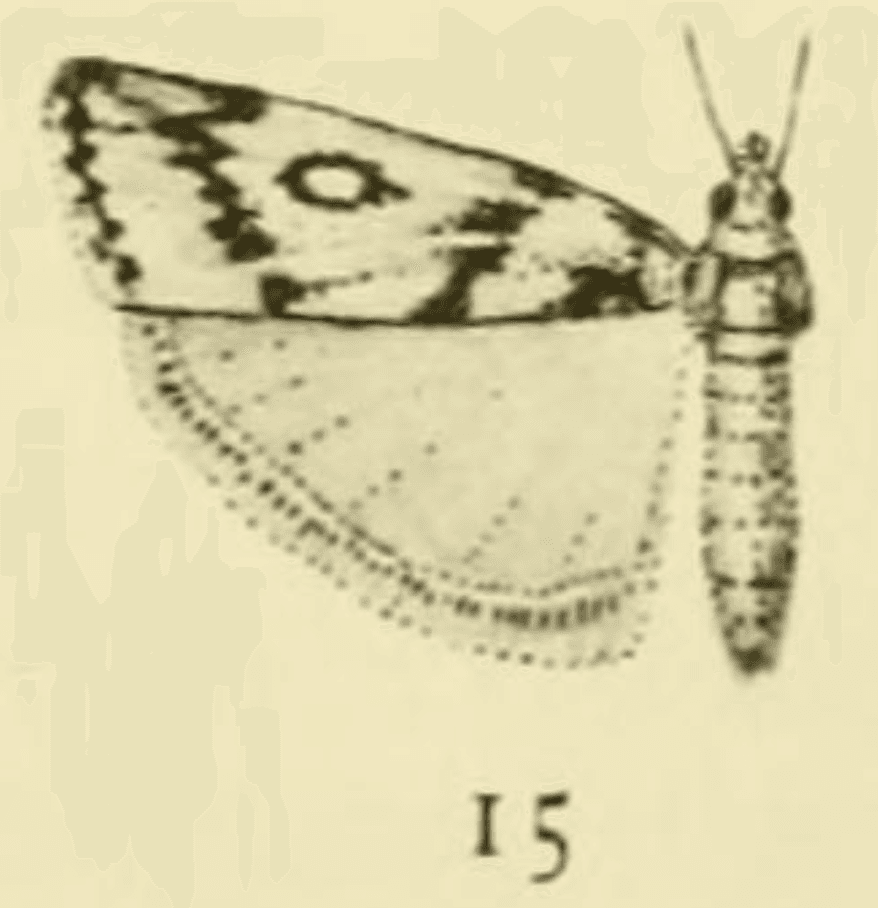 Botanical specimen of Juania Australis.