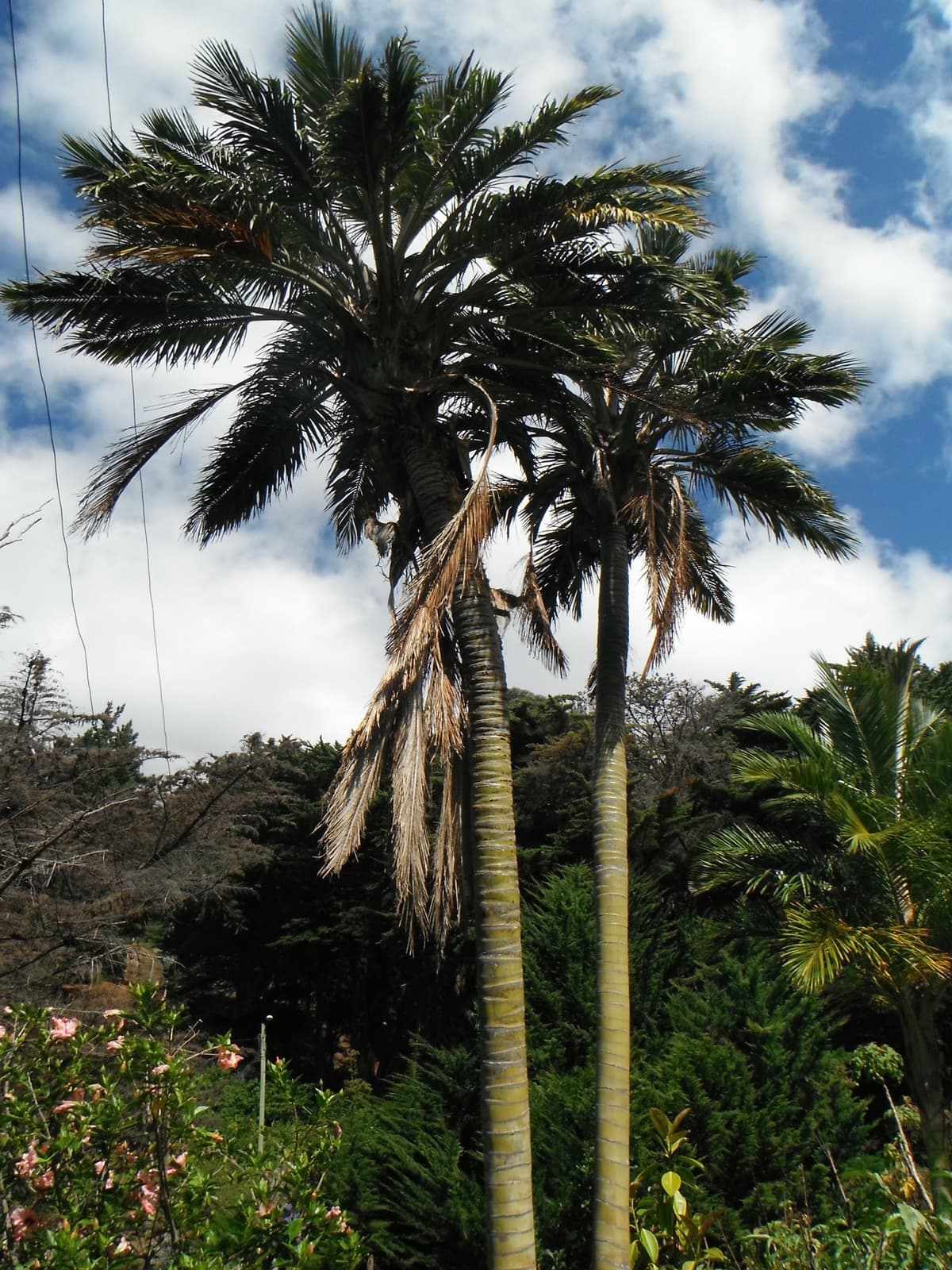 Botanical specimen of Juania Australis.