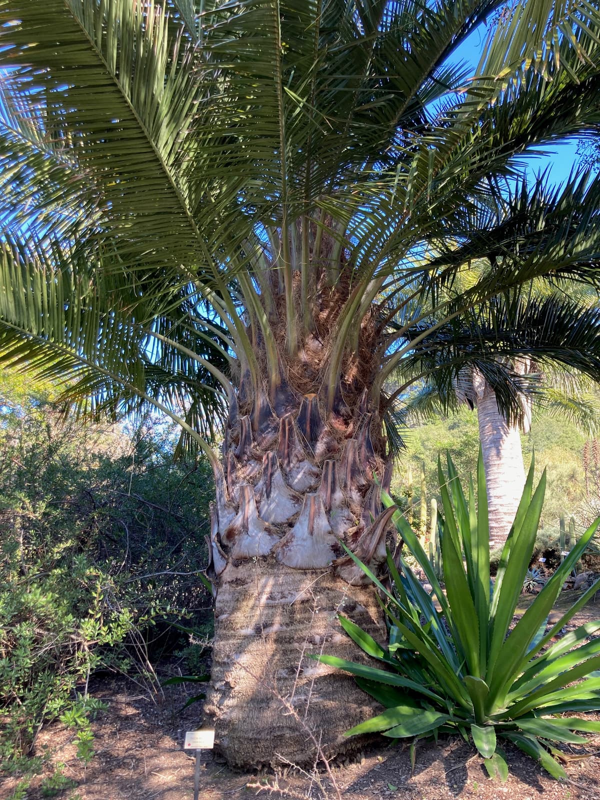 Botanical specimen of Jubaea Chilensis.