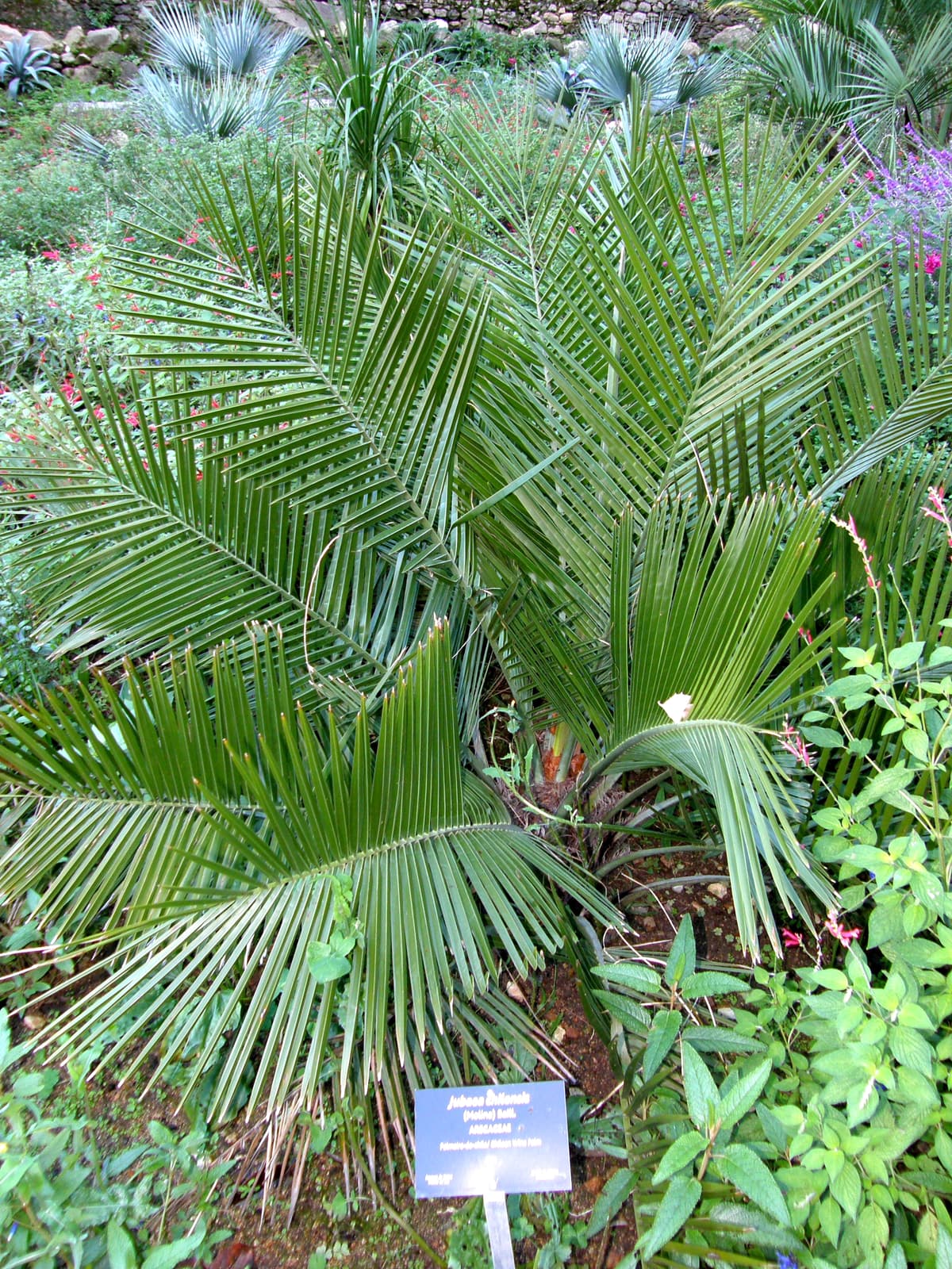 Botanical specimen of Jubaea Chilensis.