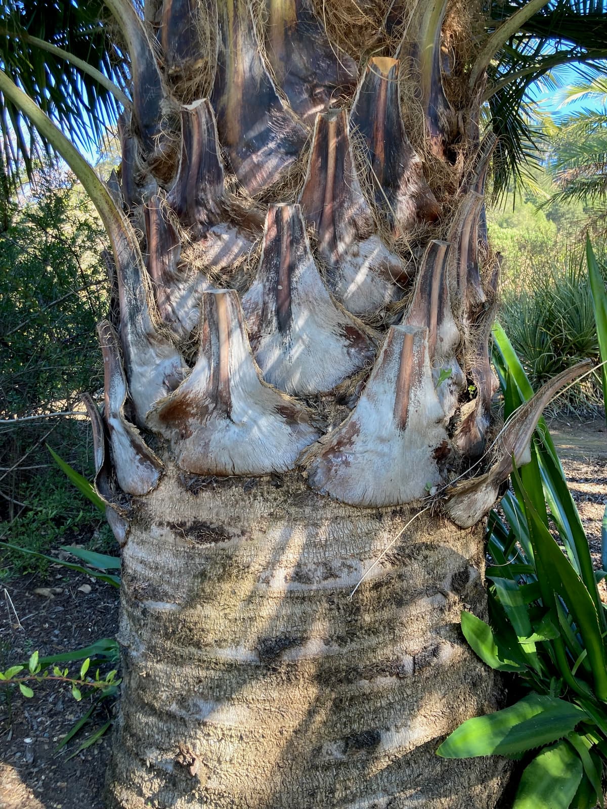 Botanical specimen of Jubaea Chilensis.
