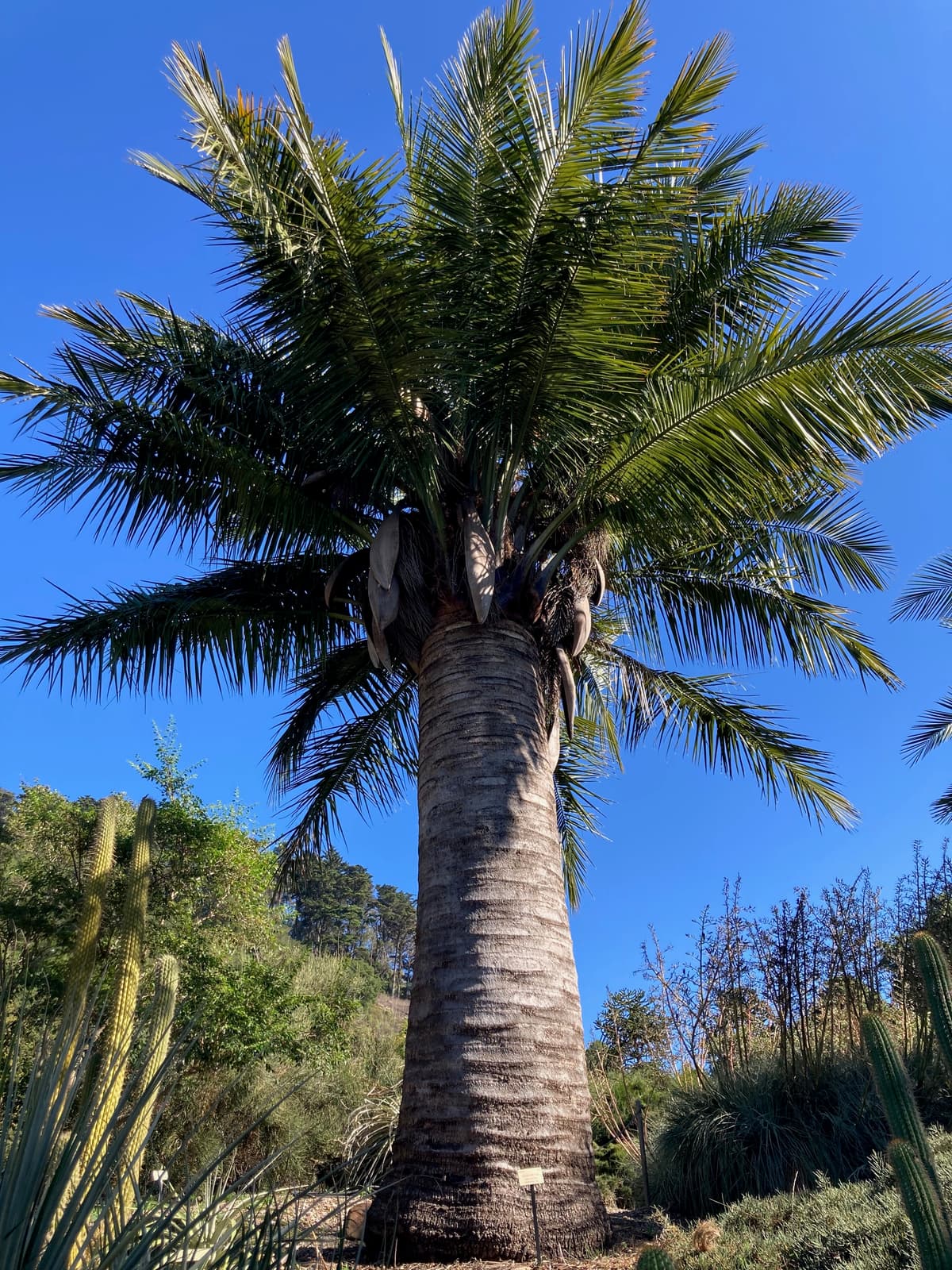 Botanical specimen of Jubaea Chilensis.