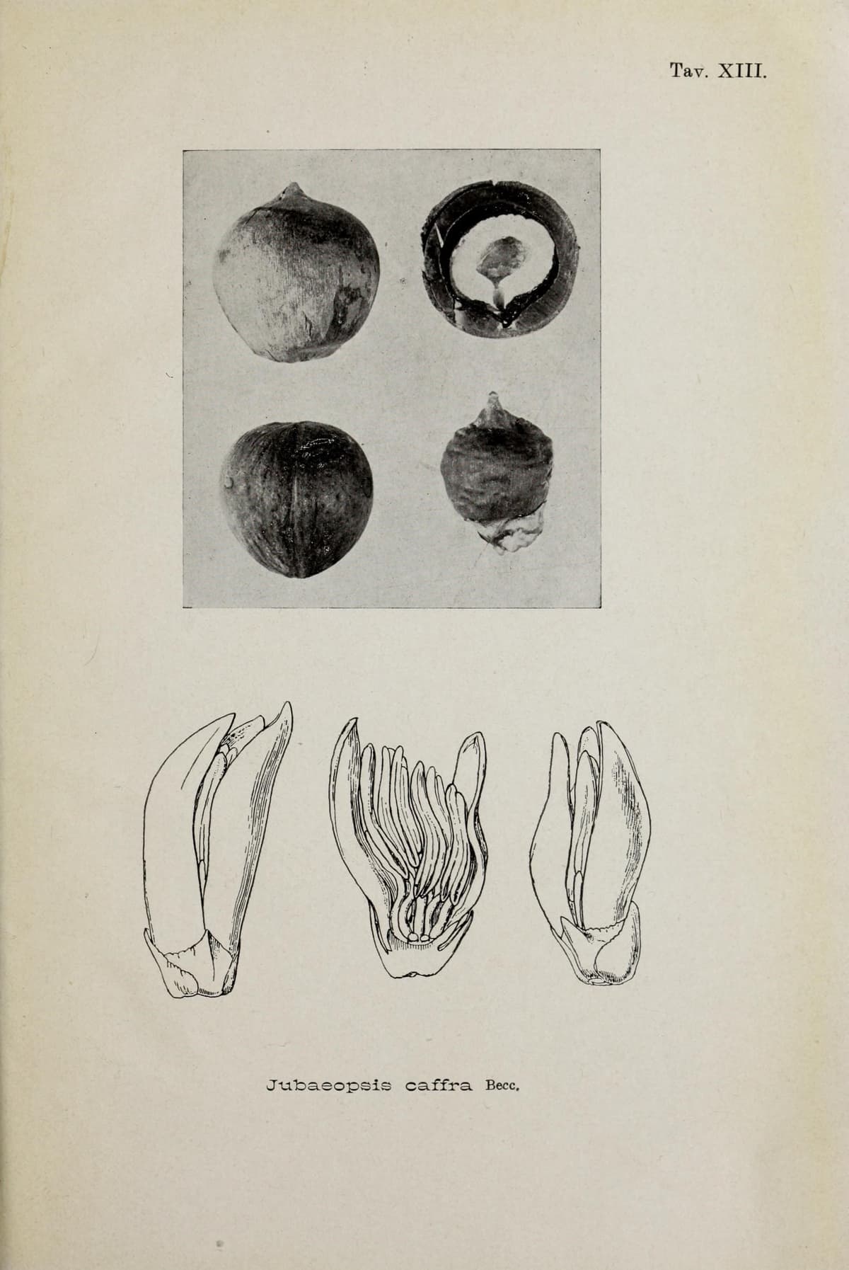 Botanical specimen of Jubaeopsis Caffra.