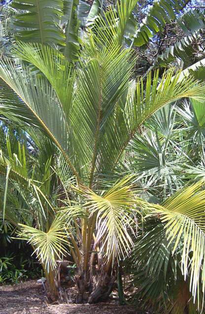 Botanical specimen of Jubaeopsis Caffra.