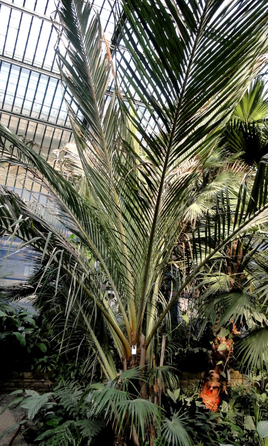 Botanical specimen of Jubaeopsis Caffra.