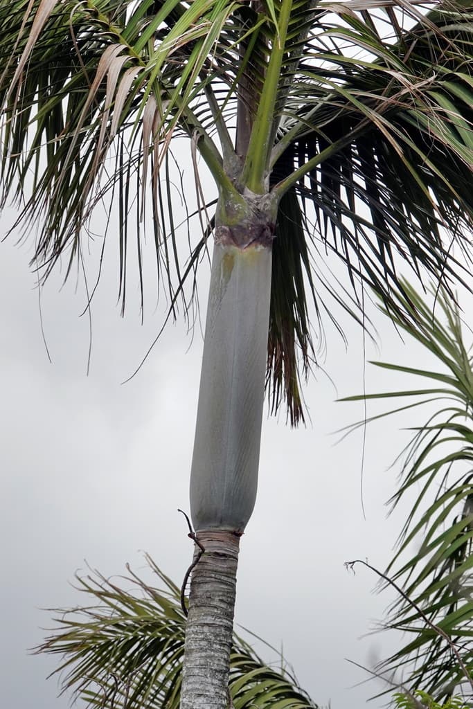 Botanical specimen of Kentiopsis Magnifica.