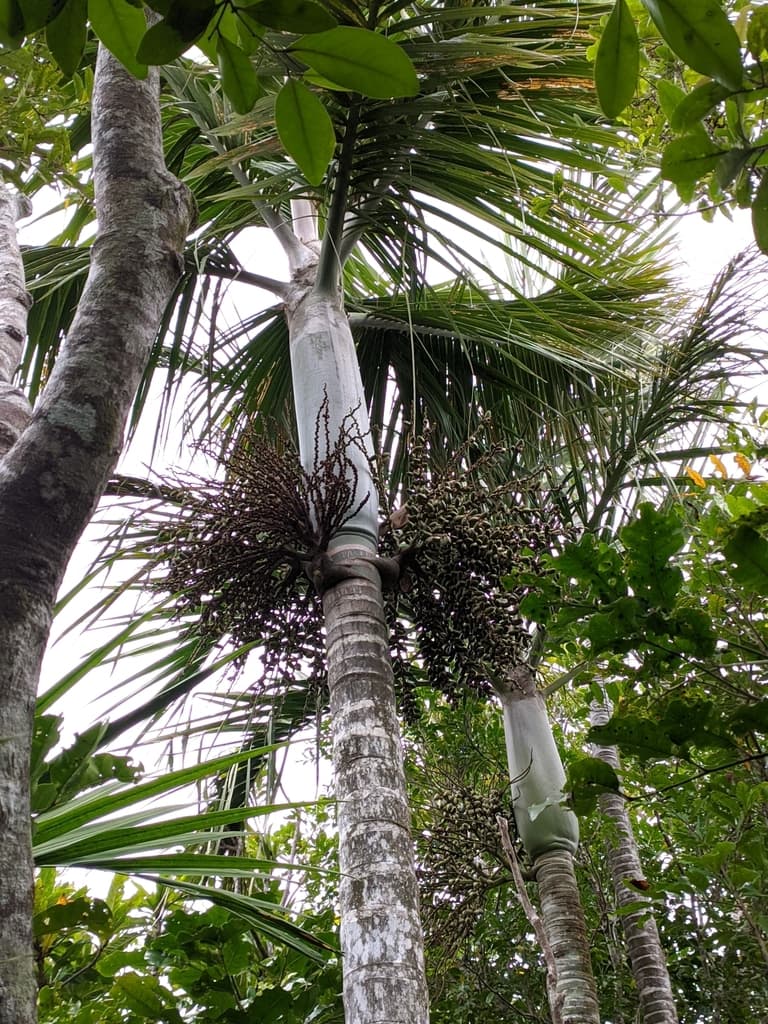 Botanical specimen of Kentiopsis Magnifica.