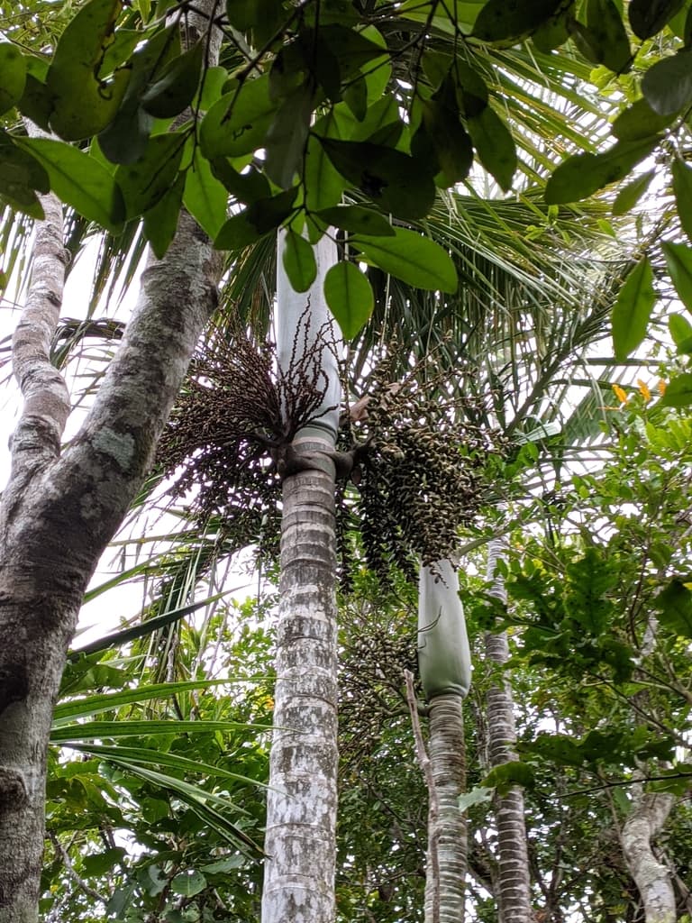 Botanical specimen of Kentiopsis Magnifica.