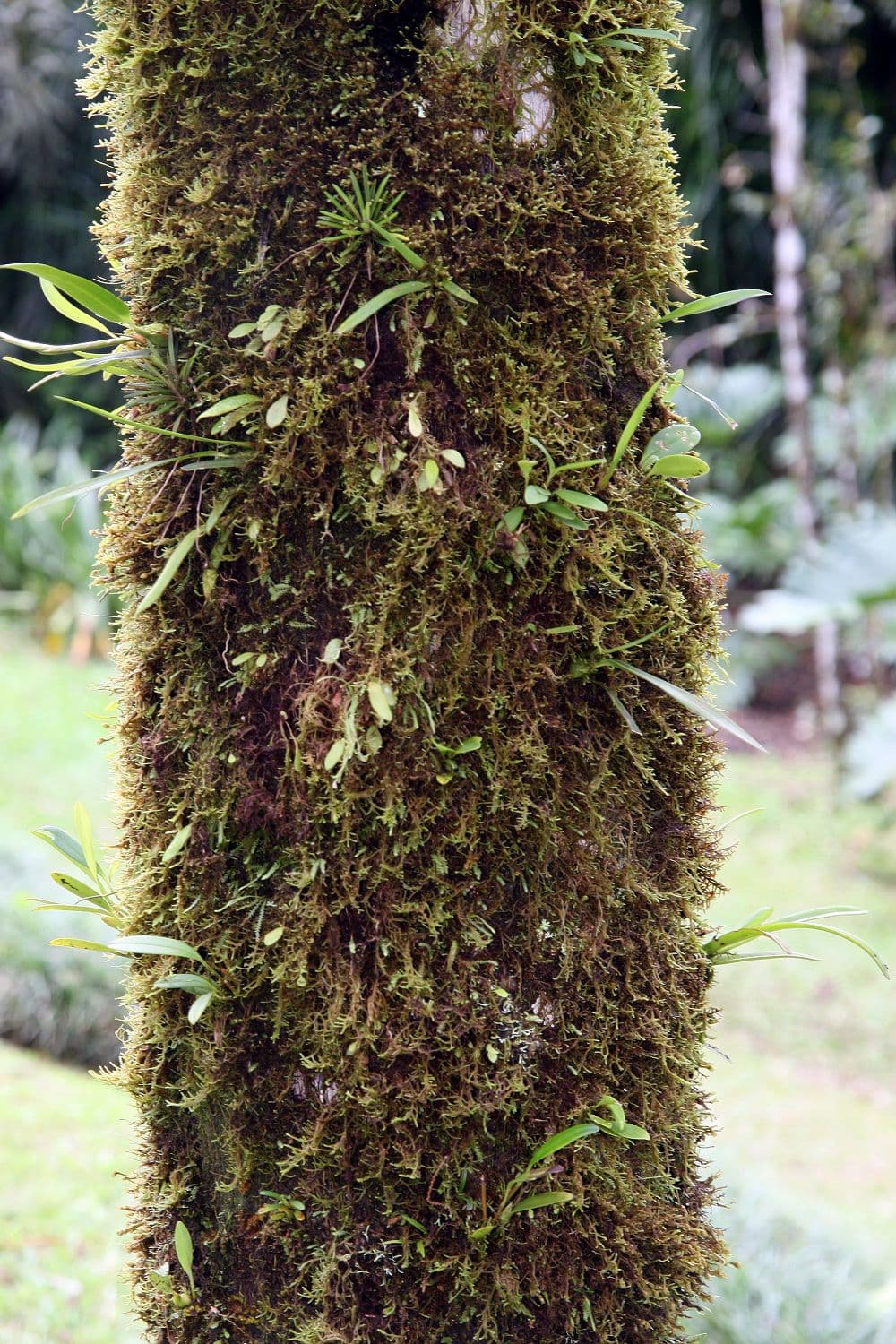 Botanical specimen of Kentiopsis Oliviformis.
