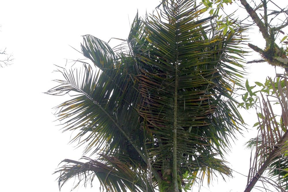Botanical specimen of Kentiopsis Oliviformis.
