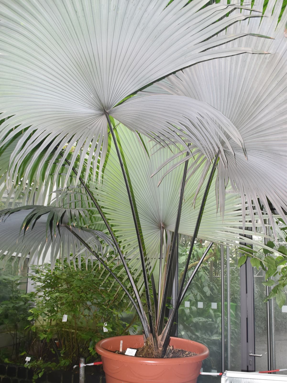 Botanical specimen of Kerriodoxa Elegans.