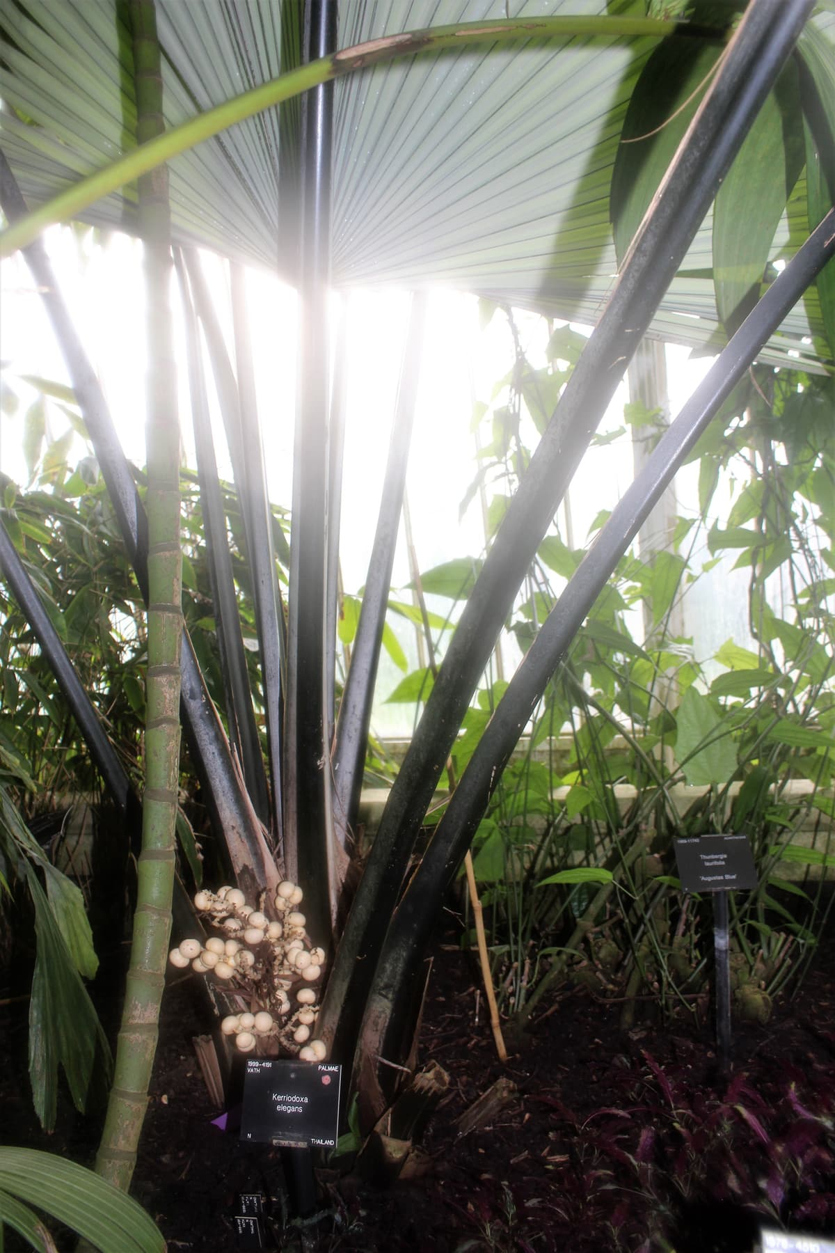 Botanical specimen of Kerriodoxa Elegans.