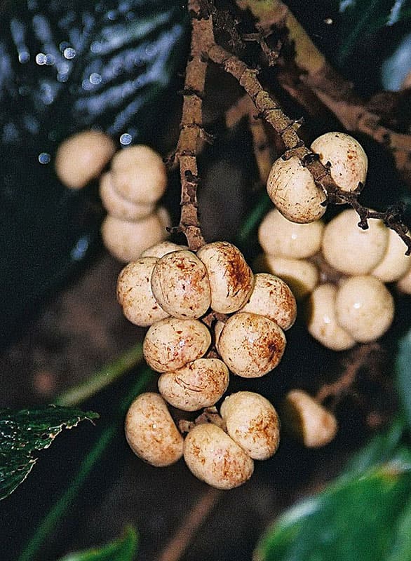 Botanical specimen of Kerriodoxa Elegans.