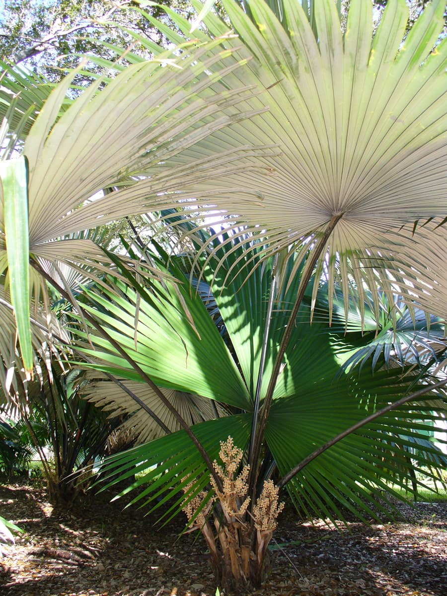 Botanical specimen of Kerriodoxa Elegans.