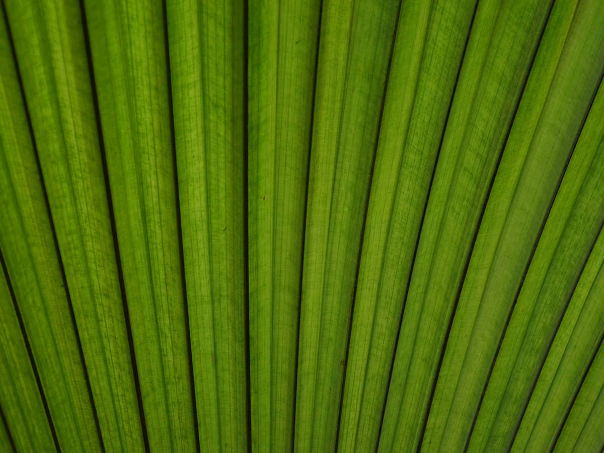 Botanical specimen of Kerriodoxa Elegans.