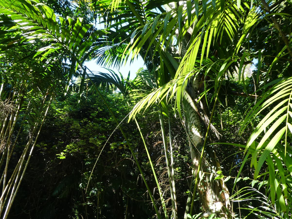 Botanical specimen of Korthalsia Echinometra.