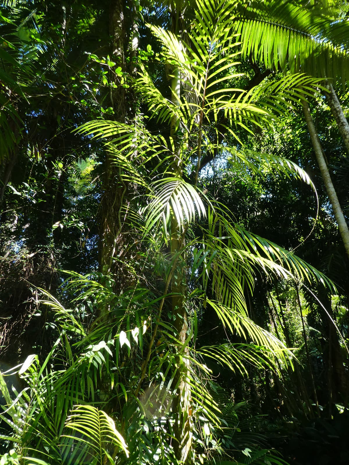 Botanical specimen of Korthalsia Echinometra.