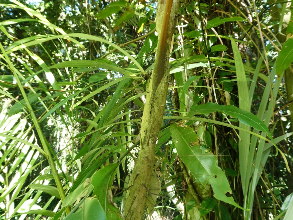 Botanical specimen of Korthalsia Echinometra.