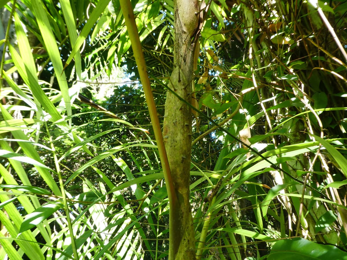 Botanical specimen of Korthalsia Echinometra.