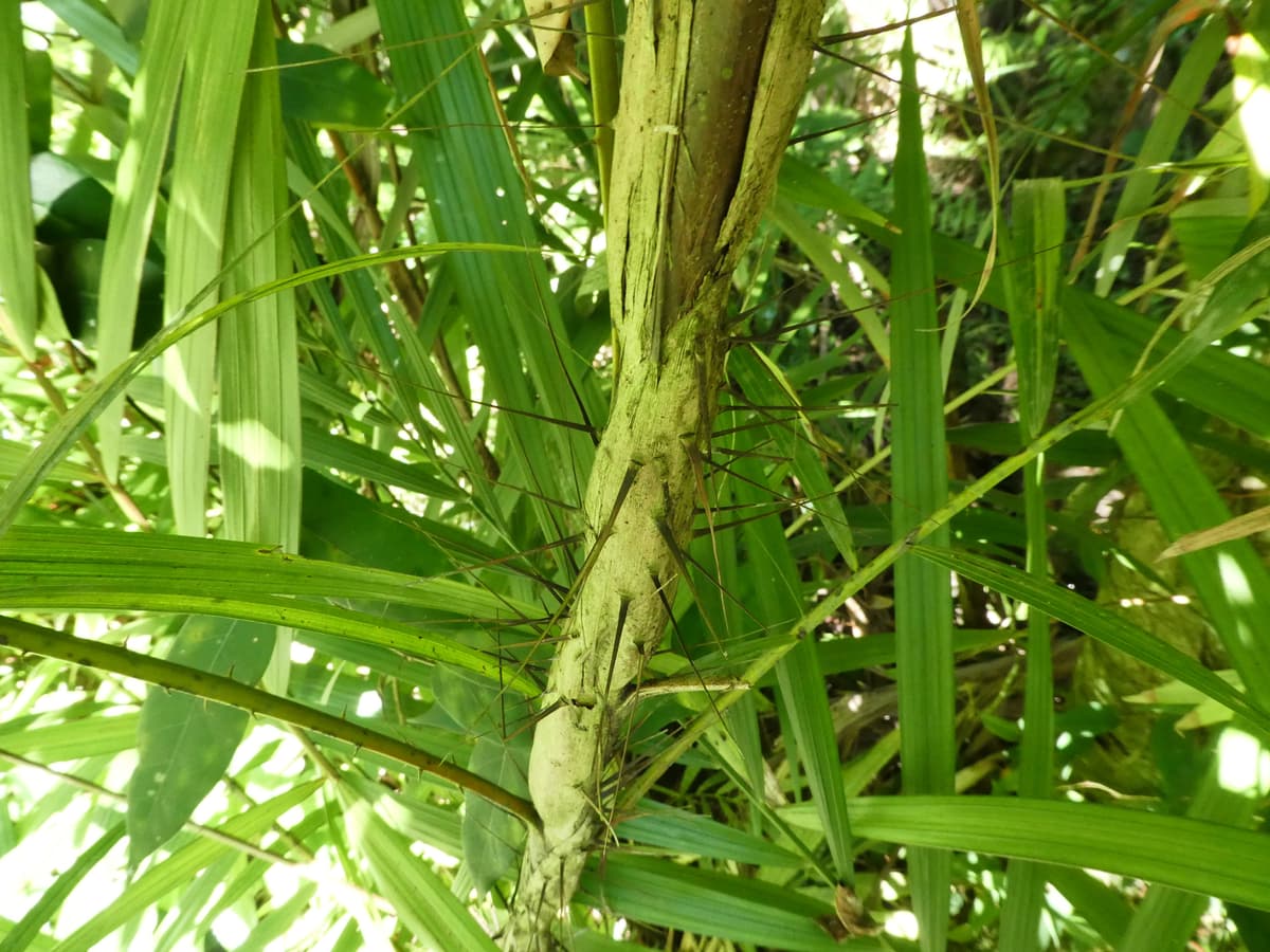 Botanical specimen of Korthalsia Echinometra.