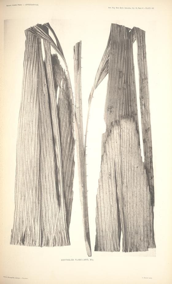 Botanical specimen of Korthalsia Flagellaris.