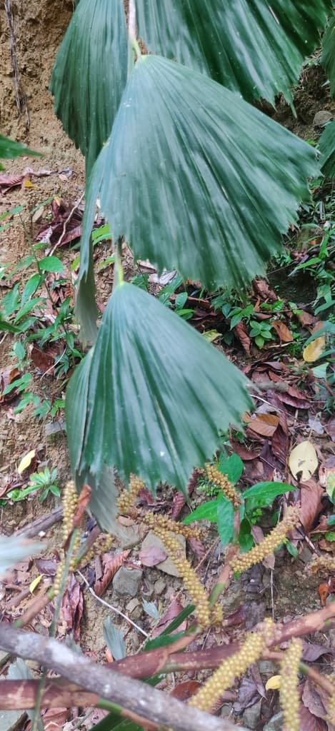 Botanical specimen of Korthalsia Laciniosa.