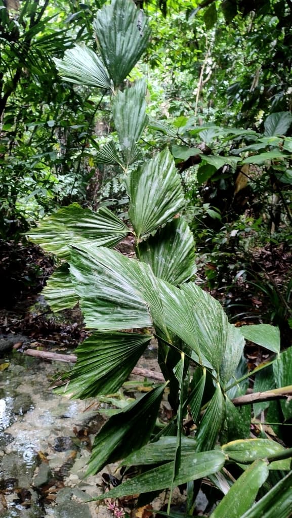 Botanical specimen of Korthalsia Laciniosa.