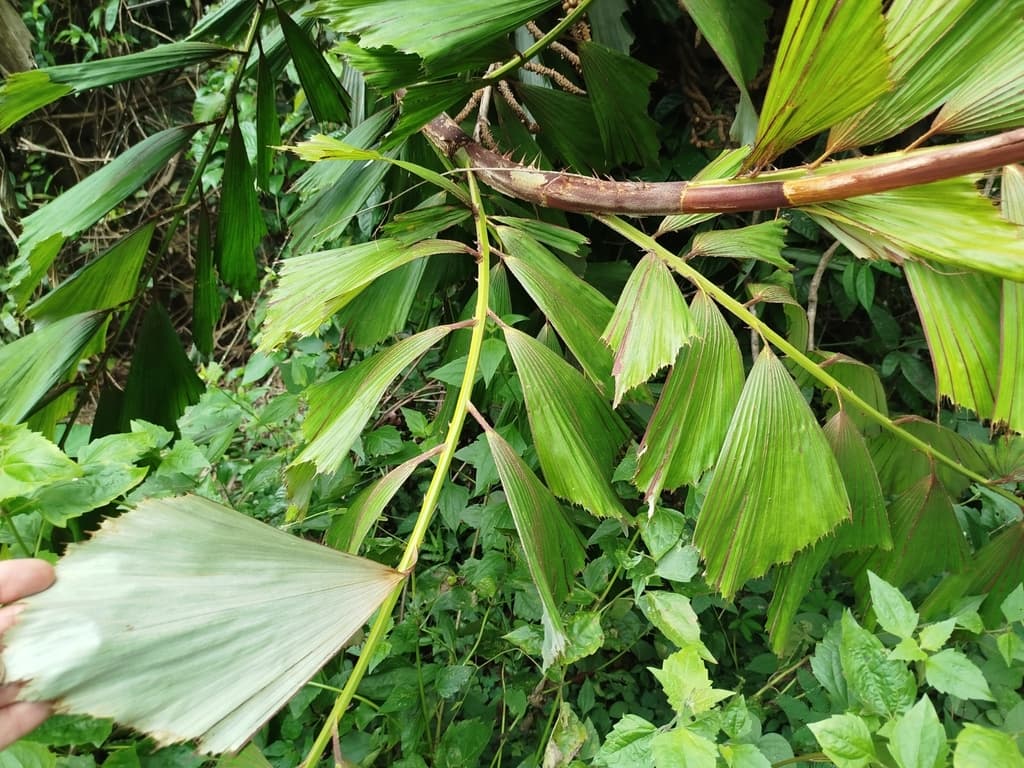 Botanical specimen of Korthalsia Rigida.