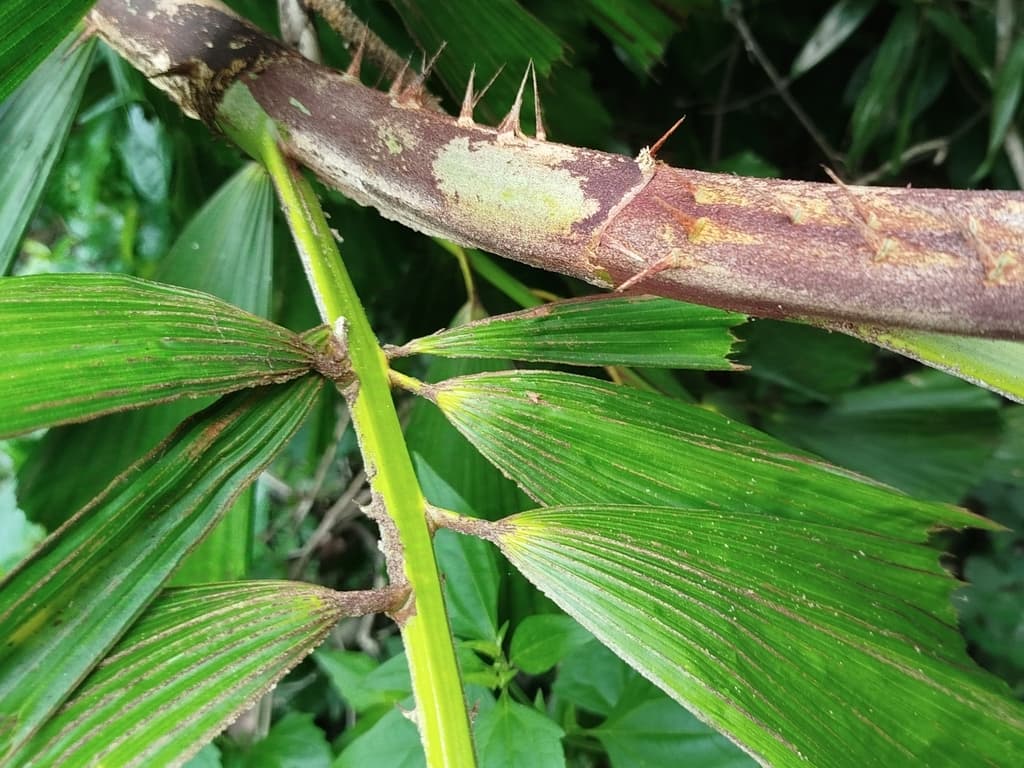 Botanical specimen of Korthalsia Rigida.