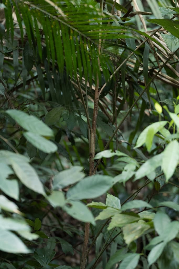 Botanical specimen of Korthalsia Rigida.