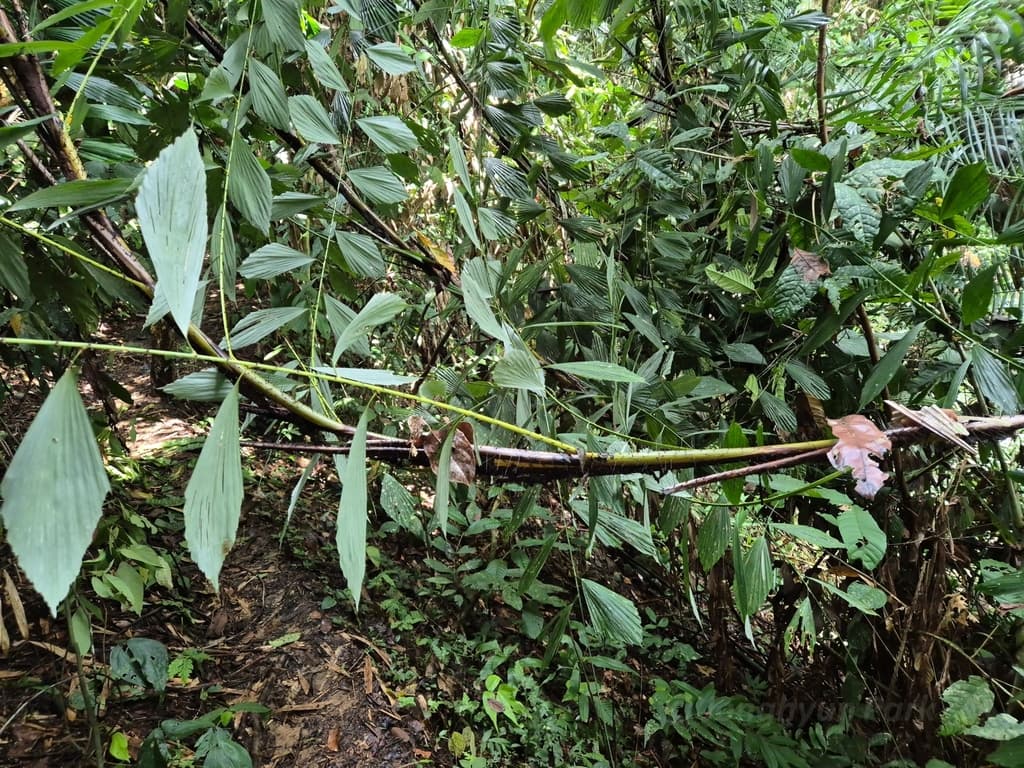 Botanical specimen of Korthalsia Robusta.