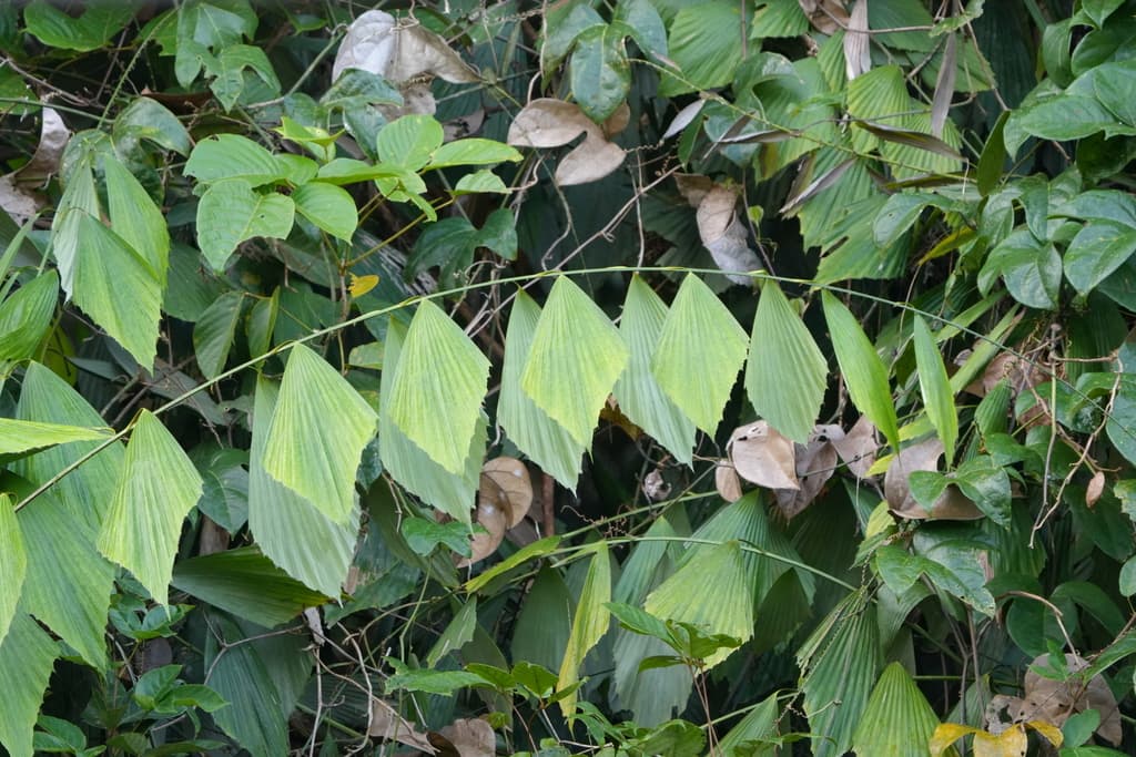 Botanical specimen of Korthalsia Robusta.