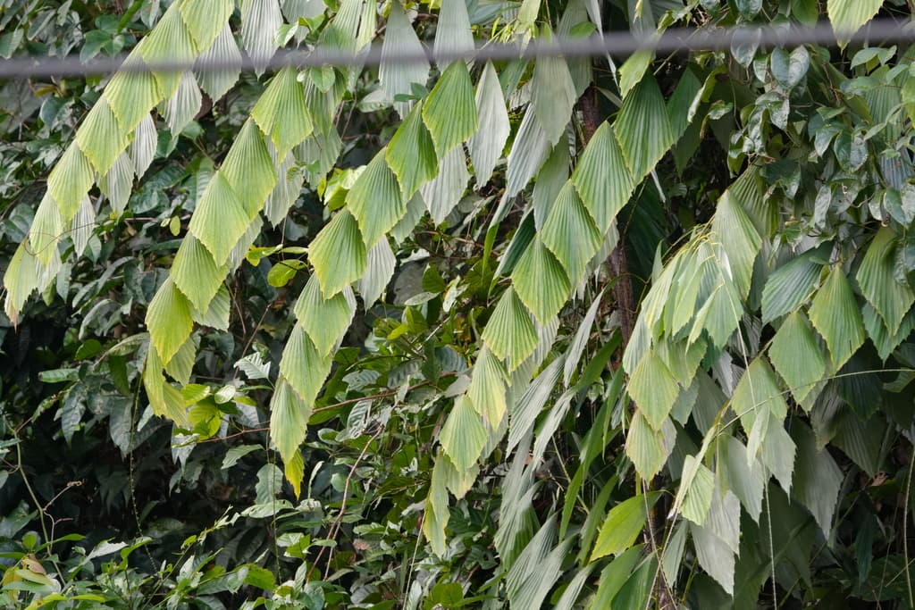 Botanical specimen of Korthalsia Robusta.