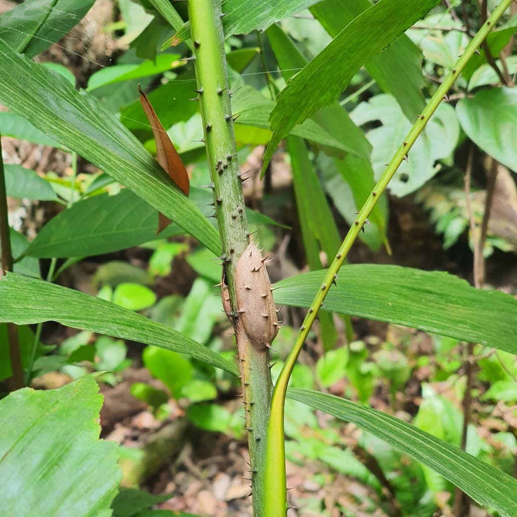 Botanical specimen of Korthalsia Rostrata.