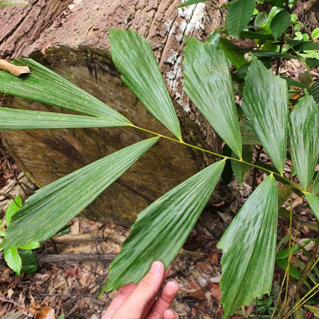 Botanical specimen of Korthalsia Rostrata.