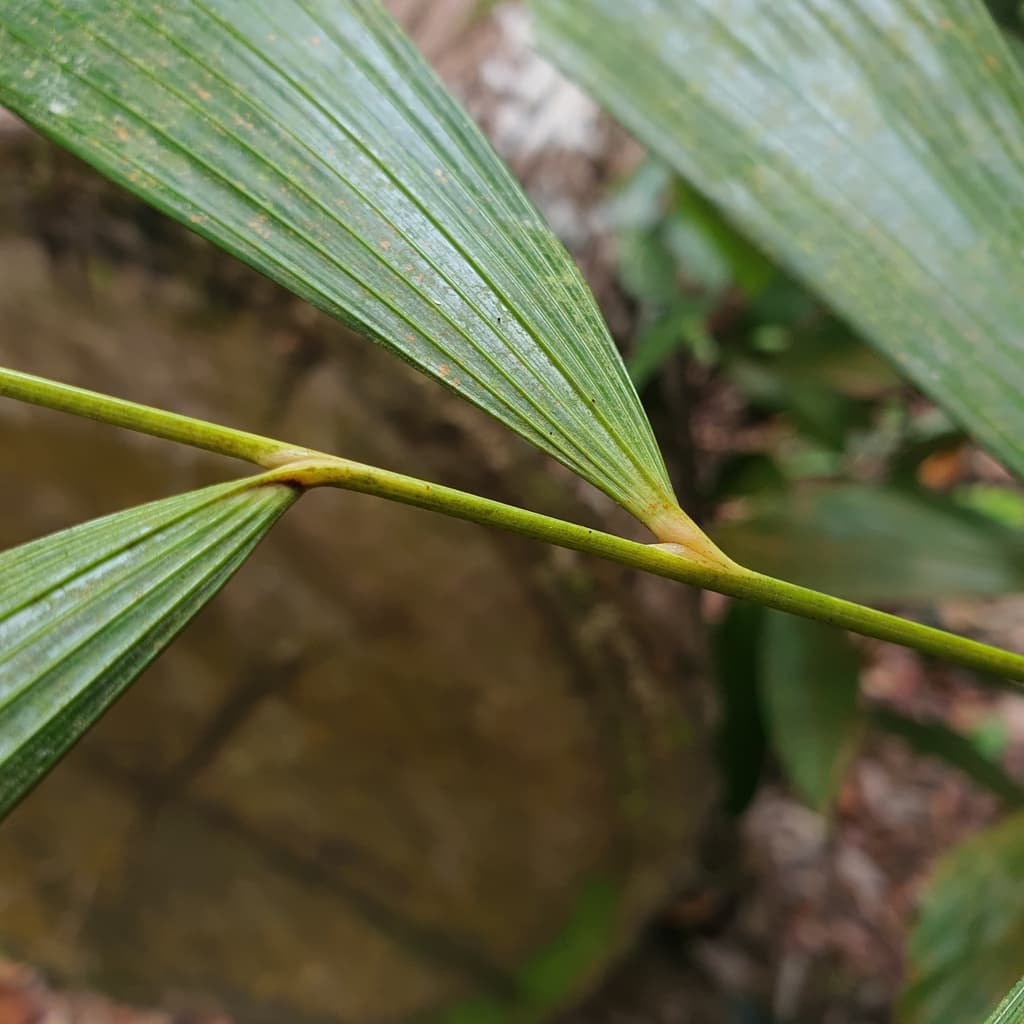 Botanical specimen of Korthalsia Rostrata.