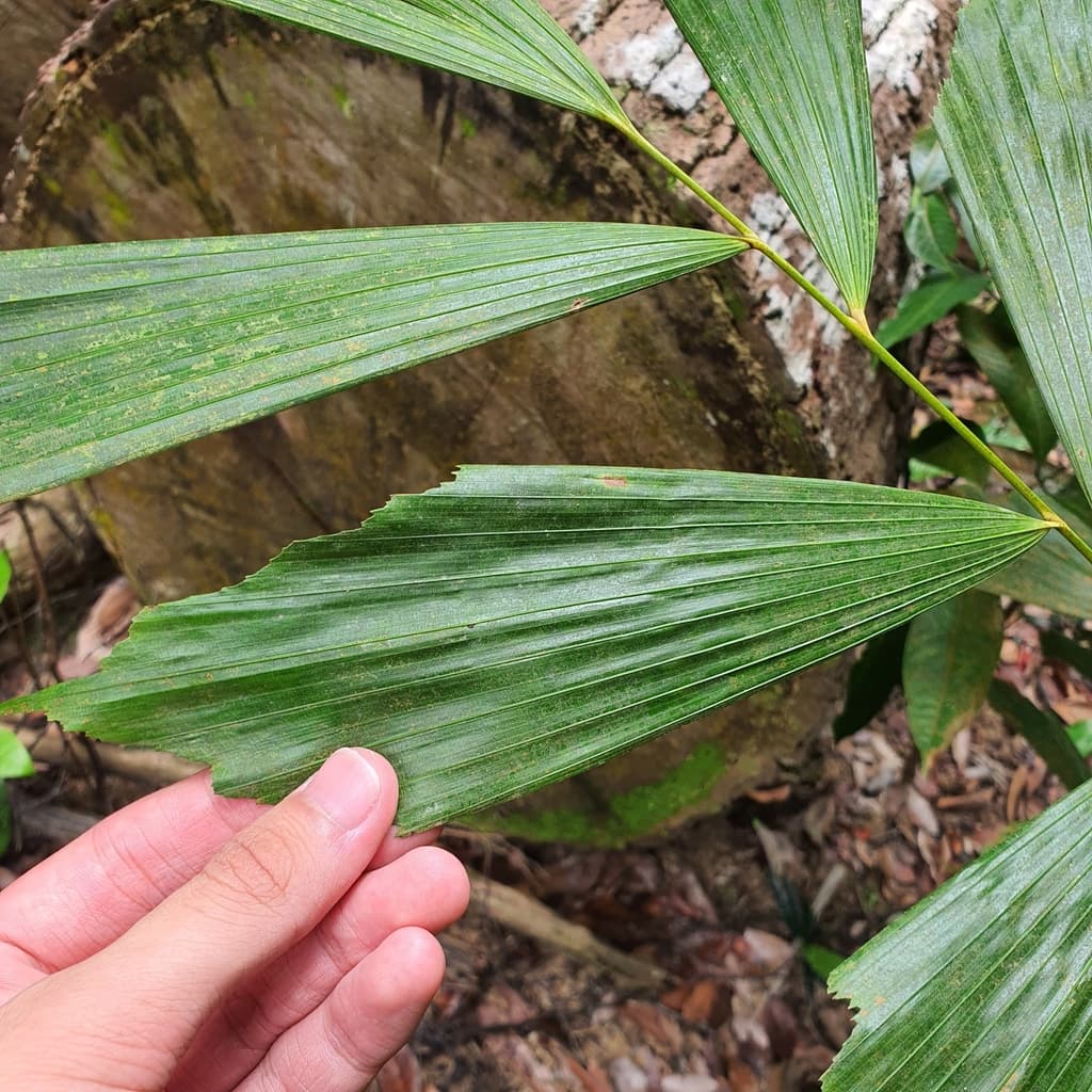 Botanical specimen of Korthalsia Rostrata.