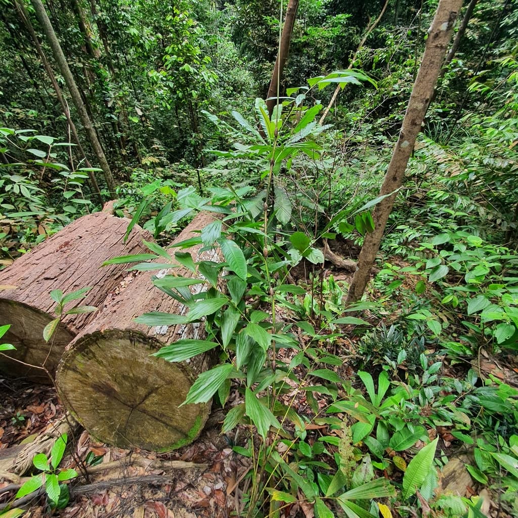 Botanical specimen of Korthalsia Rostrata.