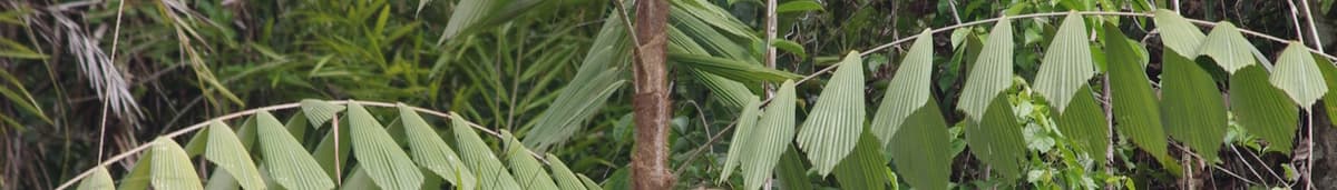 Botanical specimen of Korthalsia Zippelii.