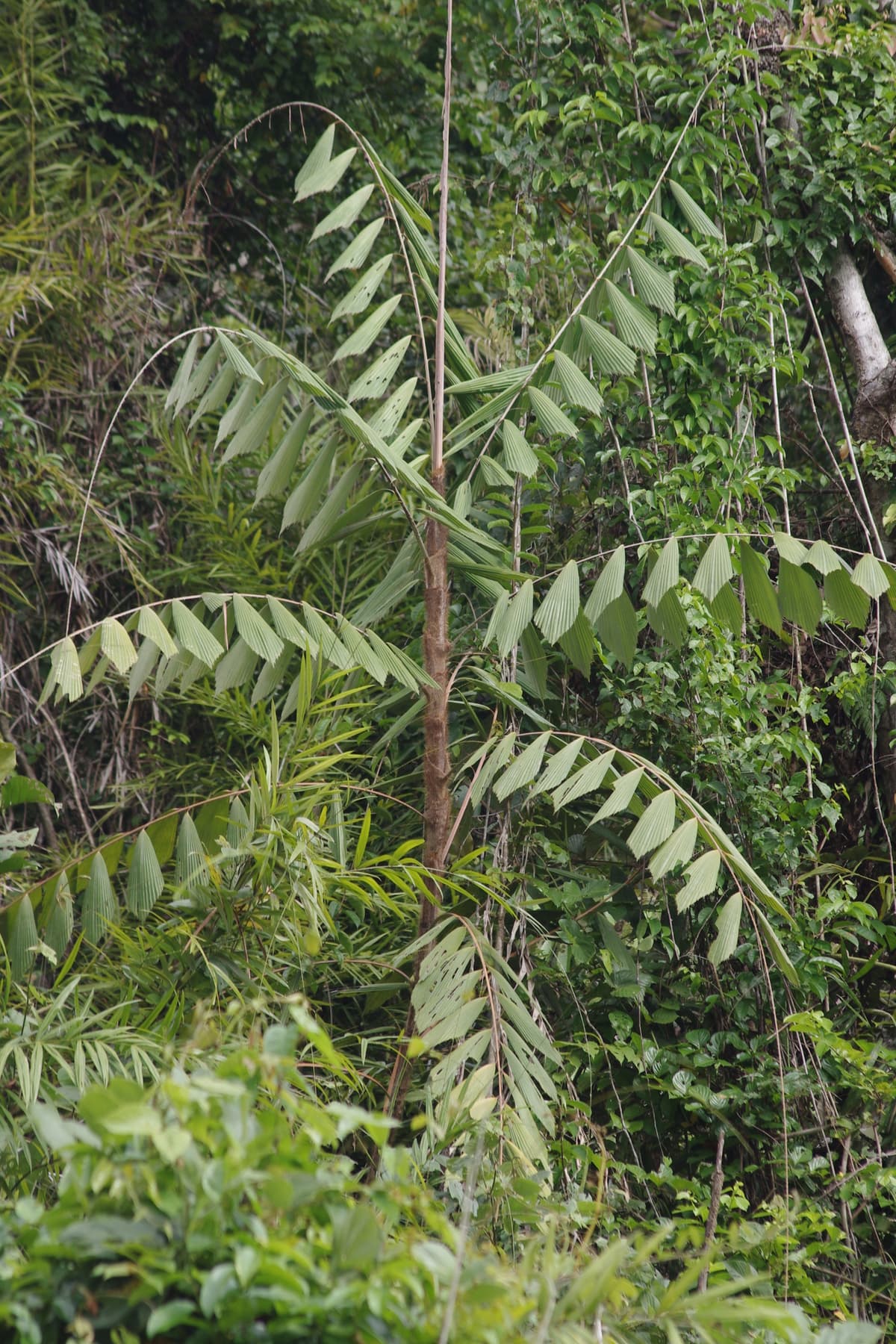 Botanical specimen of Korthalsia Zippelii.