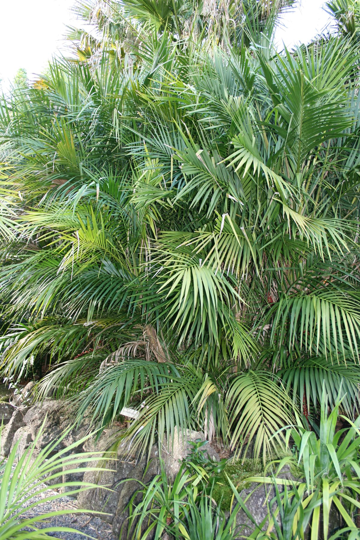 Botanical specimen of Laccospadix Australasica.