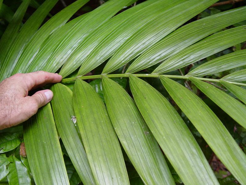 Botanical specimen of Laccospadix Australasica.