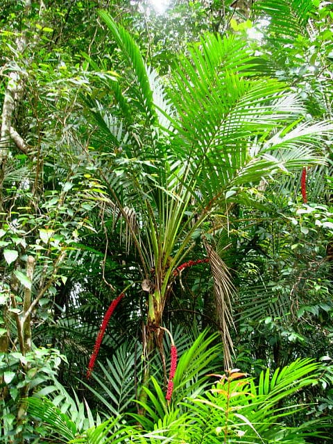 Botanical specimen of Laccospadix Australasica.