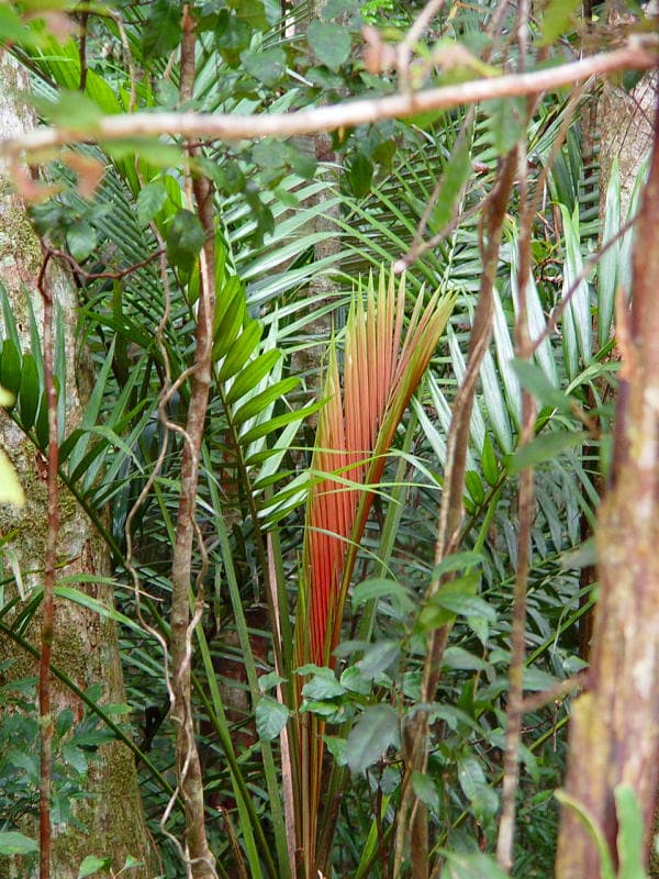 Botanical specimen of Laccospadix Australasica.