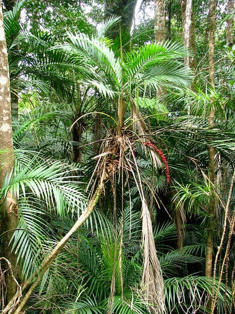 Botanical specimen of Laccospadix Australasica.