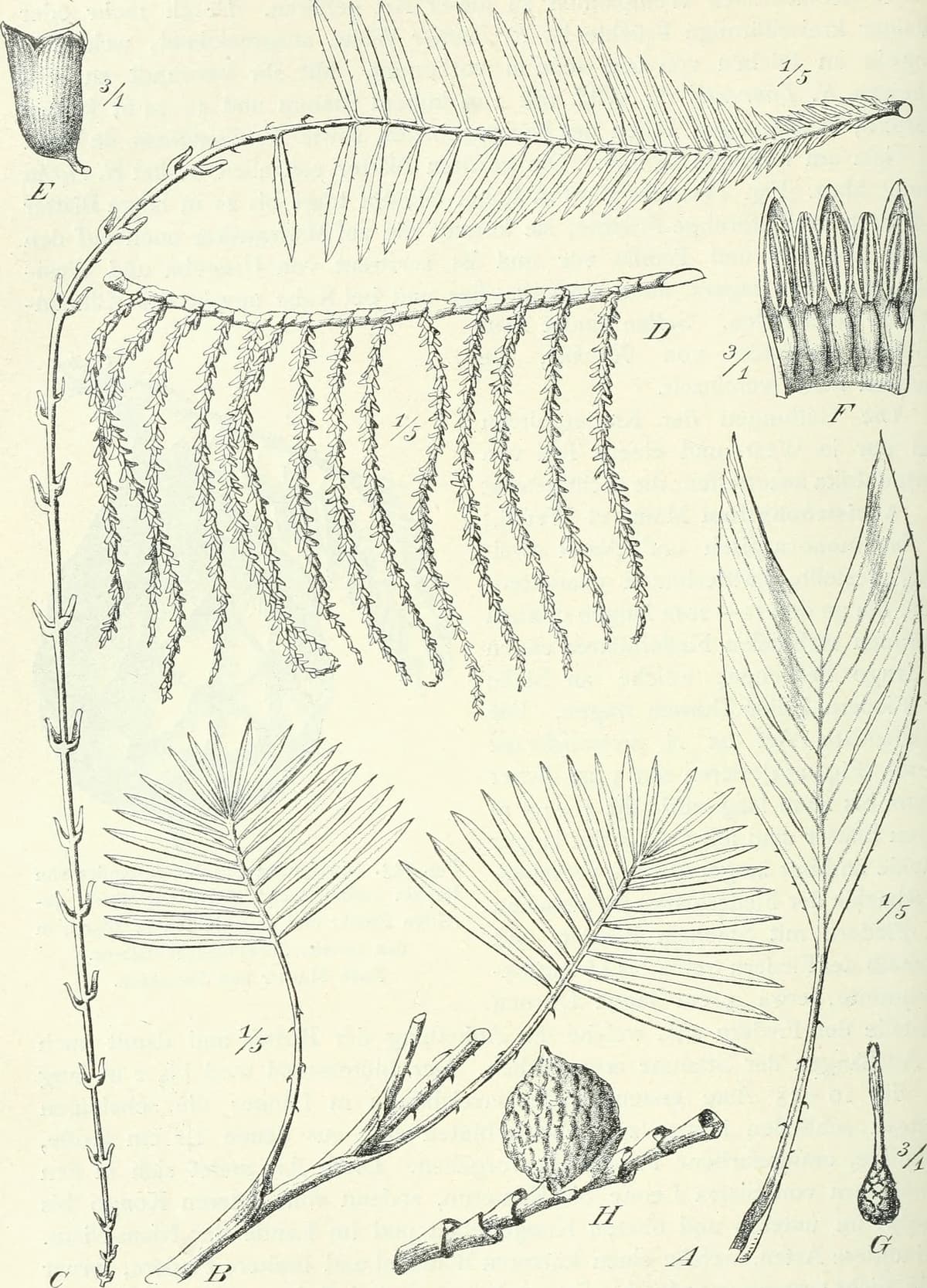Botanical specimen of Laccosperma Secundiflorum.