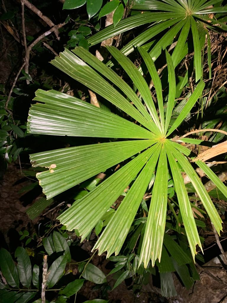 Botanical specimen of Lanonia Hainanensis.