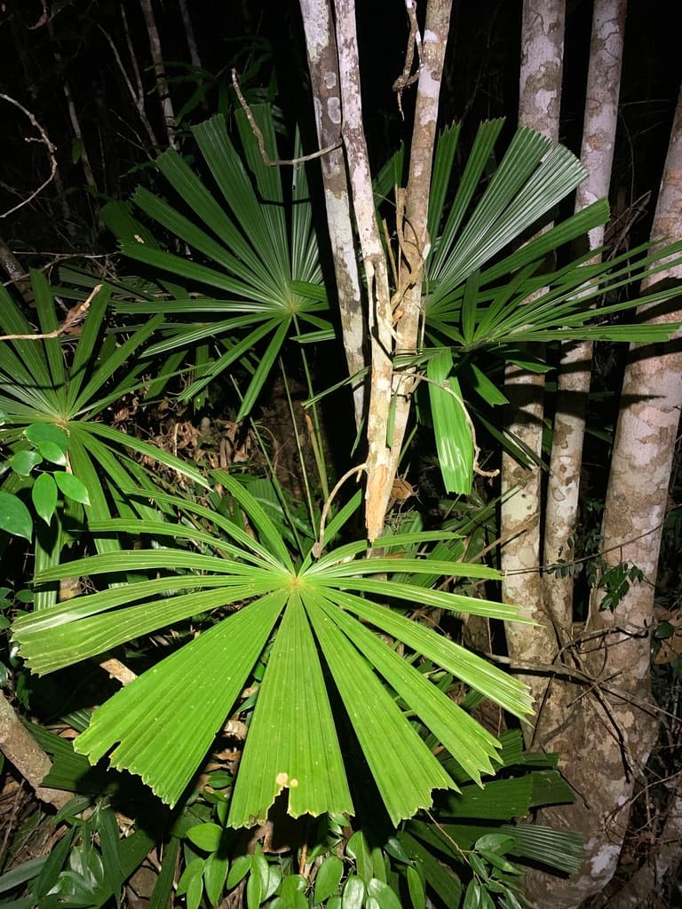 Botanical specimen of Lanonia Hainanensis.