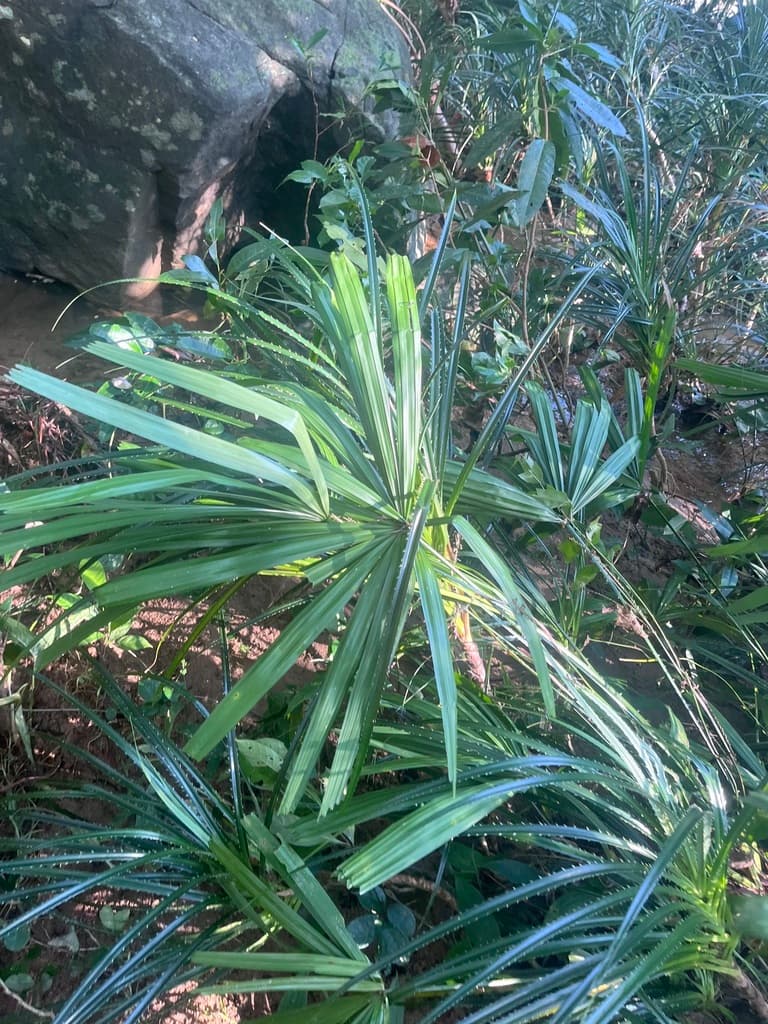 Botanical specimen of Lanonia Hainanensis.