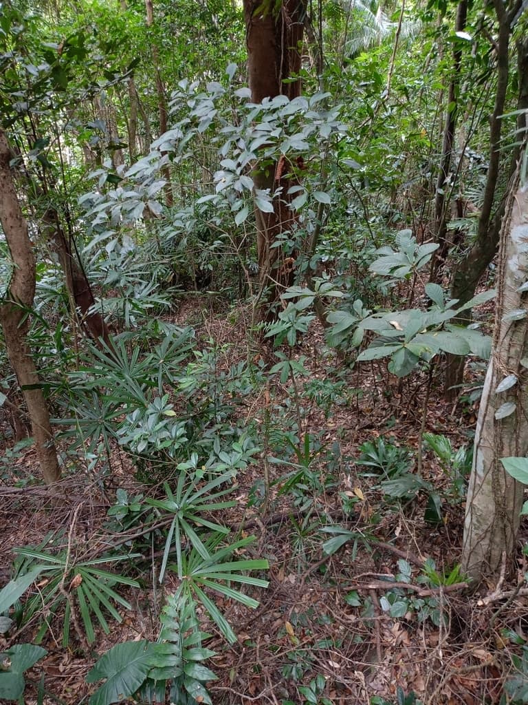 Botanical specimen of Lanonia Hainanensis.